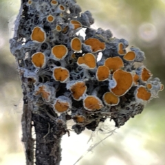 Teloschistes sp. (genus) (A lichen) at Bruce, ACT - 18 Mar 2023 by Hejor1
