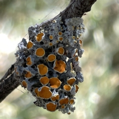 Teloschistes sp. (genus) at Bruce, ACT - 18 Mar 2023