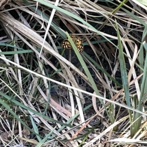 Heteronympha paradelpha at Bruce, ACT - 18 Mar 2023