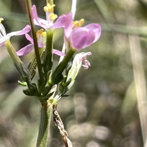 Centaurium sp. at Bruce, ACT - 18 Mar 2023