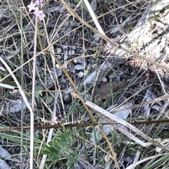 Centaurium sp. at Bruce, ACT - 18 Mar 2023