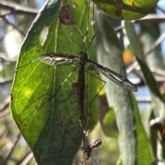 Ptilogyna sp. (genus) (A crane fly) at Bruce, ACT - 18 Mar 2023 by Hejor1