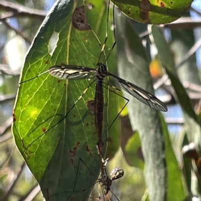 Ptilogyna sp. (genus) (A crane fly) at Bruce Ridge to Gossan Hill - 18 Mar 2023 by Hejor1