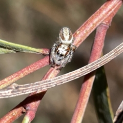 Opisthoncus abnormis (Long-legged Jumper) at Bruce, ACT - 18 Mar 2023 by Hejor1