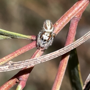 Opisthoncus abnormis at Bruce, ACT - 18 Mar 2023