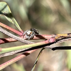 Opisthoncus abnormis at Bruce, ACT - 18 Mar 2023