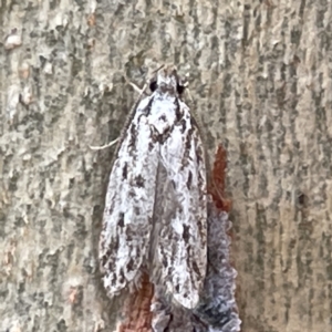 Oecophoridae (family) at Bruce, ACT - 18 Mar 2023 01:35 PM