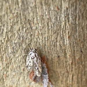 Oecophoridae (family) at Bruce, ACT - 18 Mar 2023 01:35 PM