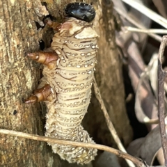 Pergidae sp. (family) at Bruce, ACT - 18 Mar 2023 by Hejor1