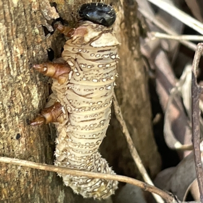 Perginae sp. (subfamily) (Unidentified pergine sawfly) at Bruce, ACT - 18 Mar 2023 by Hejor1