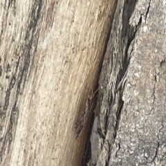 Hemerobiidae sp. (family) at Bruce, ACT - 18 Mar 2023