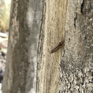 Hemerobiidae sp. (family) at Bruce, ACT - 18 Mar 2023