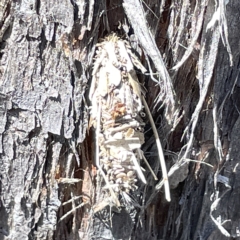 Psychidae (family) IMMATURE (Unidentified case moth or bagworm) at Bruce, ACT - 18 Mar 2023 by Hejor1