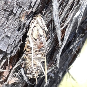 Psychidae (family) IMMATURE at Bruce, ACT - 18 Mar 2023