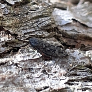 Nimbopsocus sp. (genus) at Bruce, ACT - 18 Mar 2023