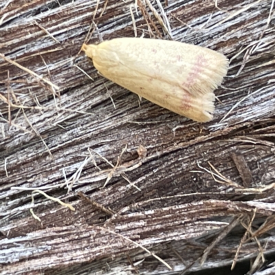 Heteroteucha occidua (A concealer moth) at Bruce, ACT - 18 Mar 2023 by Hejor1