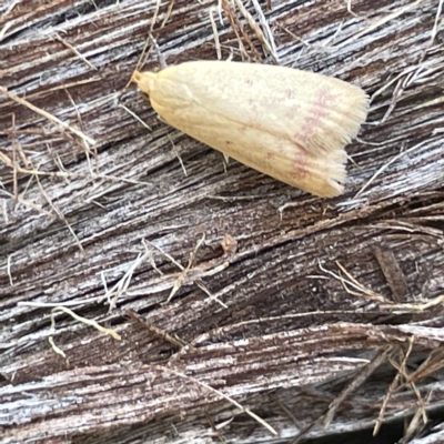 Heteroteucha occidua (A concealer moth (Wingia group)) at Bruce, ACT - 18 Mar 2023 by Hejor1