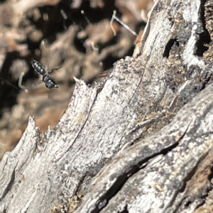 Halictidae (family) at Bruce Ridge to Gossan Hill - 18 Mar 2023