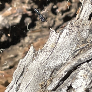 Halictidae (family) at Bruce Ridge to Gossan Hill - 18 Mar 2023