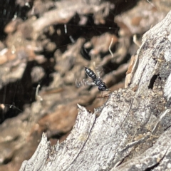 Halictidae (family) at Bruce Ridge to Gossan Hill - 18 Mar 2023