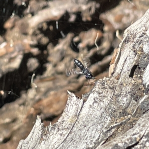 Halictidae (family) at Bruce Ridge to Gossan Hill - 18 Mar 2023