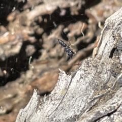 Halictidae (family) at Bruce Ridge to Gossan Hill - 18 Mar 2023