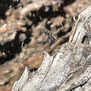 Halictidae (family) at Bruce Ridge to Gossan Hill - 18 Mar 2023