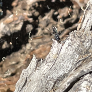 Halictidae (family) at Bruce Ridge to Gossan Hill - 18 Mar 2023