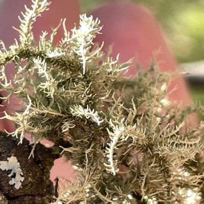 Usnea sp. (genus) (Bearded lichen) at Bruce, ACT - 18 Mar 2023 by Hejor1
