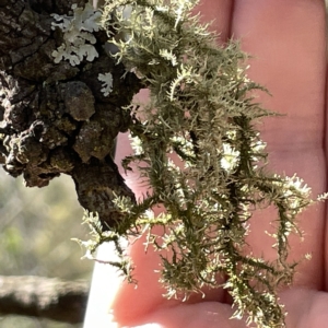 Usnea sp. (genus) at Bruce, ACT - 18 Mar 2023 01:05 PM