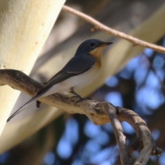 Myiagra rubecula (Leaden Flycatcher) at Jerrabomberra, ACT - 17 Mar 2023 by RodDeb