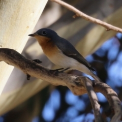 Myiagra rubecula at Jerrabomberra, ACT - 18 Mar 2023 09:43 AM