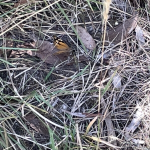 Heteronympha merope at Bruce, ACT - 18 Mar 2023