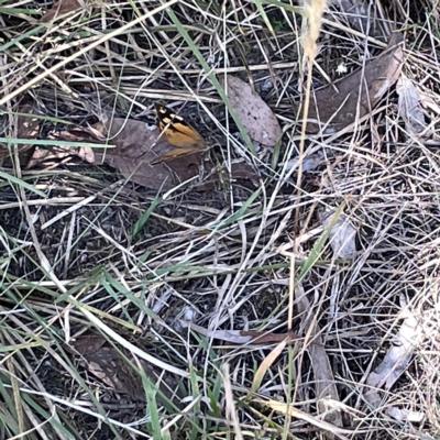 Heteronympha merope (Common Brown Butterfly) at Bruce Ridge to Gossan Hill - 18 Mar 2023 by Hejor1