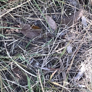 Heteronympha merope at Bruce, ACT - 18 Mar 2023