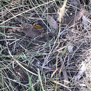 Heteronympha merope at Bruce, ACT - 18 Mar 2023