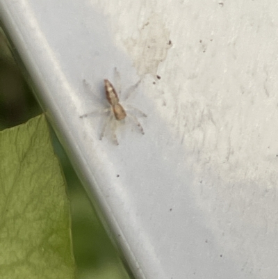 Helpis sp. (genus) (Unidentified Bronze Jumping Spider) at Braddon, ACT - 18 Mar 2023 by Hejor1