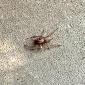 Cheiracanthium sp. (genus) at Aranda, ACT - 18 Mar 2023 08:29 AM