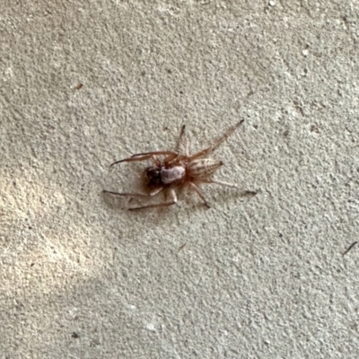 Cheiracanthium sp. (genus) (Unidentified Slender Sac Spider) at Aranda, ACT - 17 Mar 2023 by KMcCue
