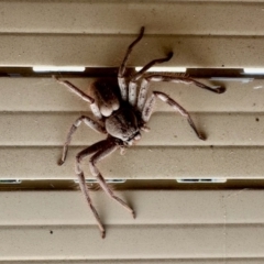 Sparassidae (family) (A Huntsman Spider) at Aranda, ACT - 18 Mar 2023 by KMcCue