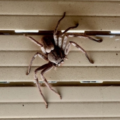 Sparassidae (family) (A Huntsman Spider) at Aranda, ACT - 17 Mar 2023 by KMcCue