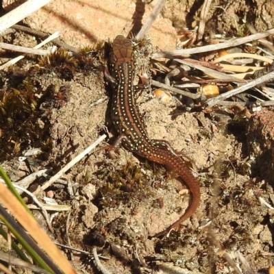 Liopholis whitii at Fortescue, TAS - 16 Mar 2023 by HelenCross