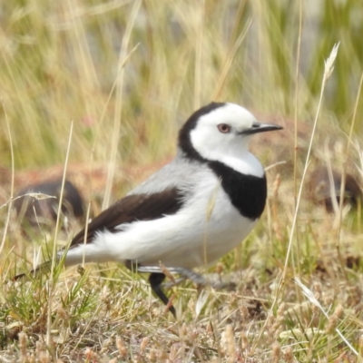 Epthianura albifrons (White-fronted Chat) at Triabunna, TAS - 15 Mar 2023 by HelenCross