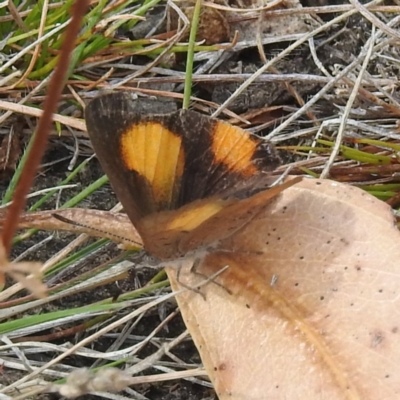 Paralucia aurifera (Bright Copper) at Triabunna, TAS - 15 Mar 2023 by HelenCross