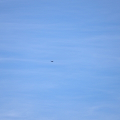 Aquila audax (Wedge-tailed Eagle) at Rendezvous Creek, ACT - 18 Mar 2023 by JimL