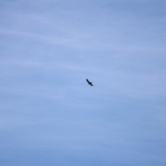 Aquila audax at Rendezvous Creek, ACT - 18 Mar 2023 11:18 AM