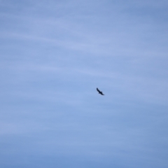 Aquila audax at Rendezvous Creek, ACT - 18 Mar 2023 11:18 AM