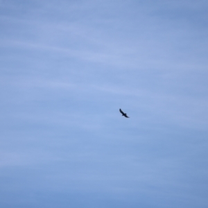 Aquila audax at Rendezvous Creek, ACT - 18 Mar 2023