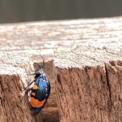 Cebysa leucotelus at Fadden, ACT - suppressed