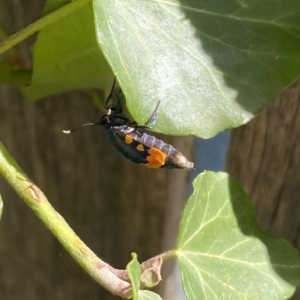 Cebysa leucotelus at Fadden, ACT - suppressed